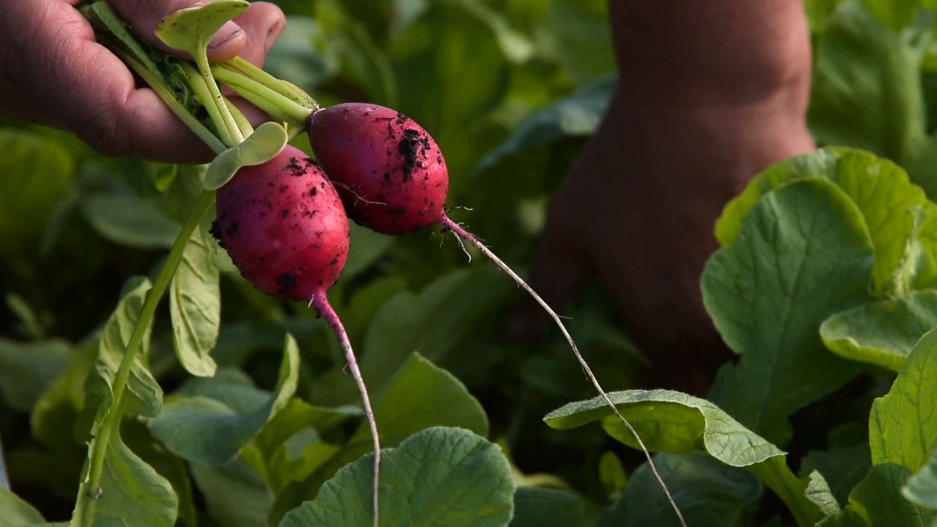 chip-ragsdale-farm-picking-radish-worker