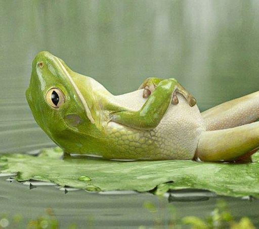 chip-ragsdale-the-animals-lazy-frog