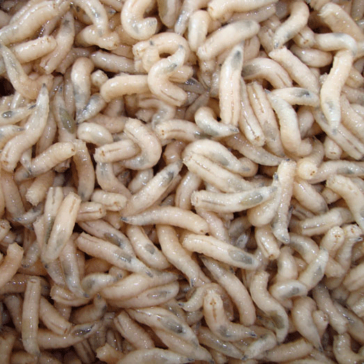 chip-ragsdale-still-picture-of-maggots